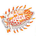 nudibranchi